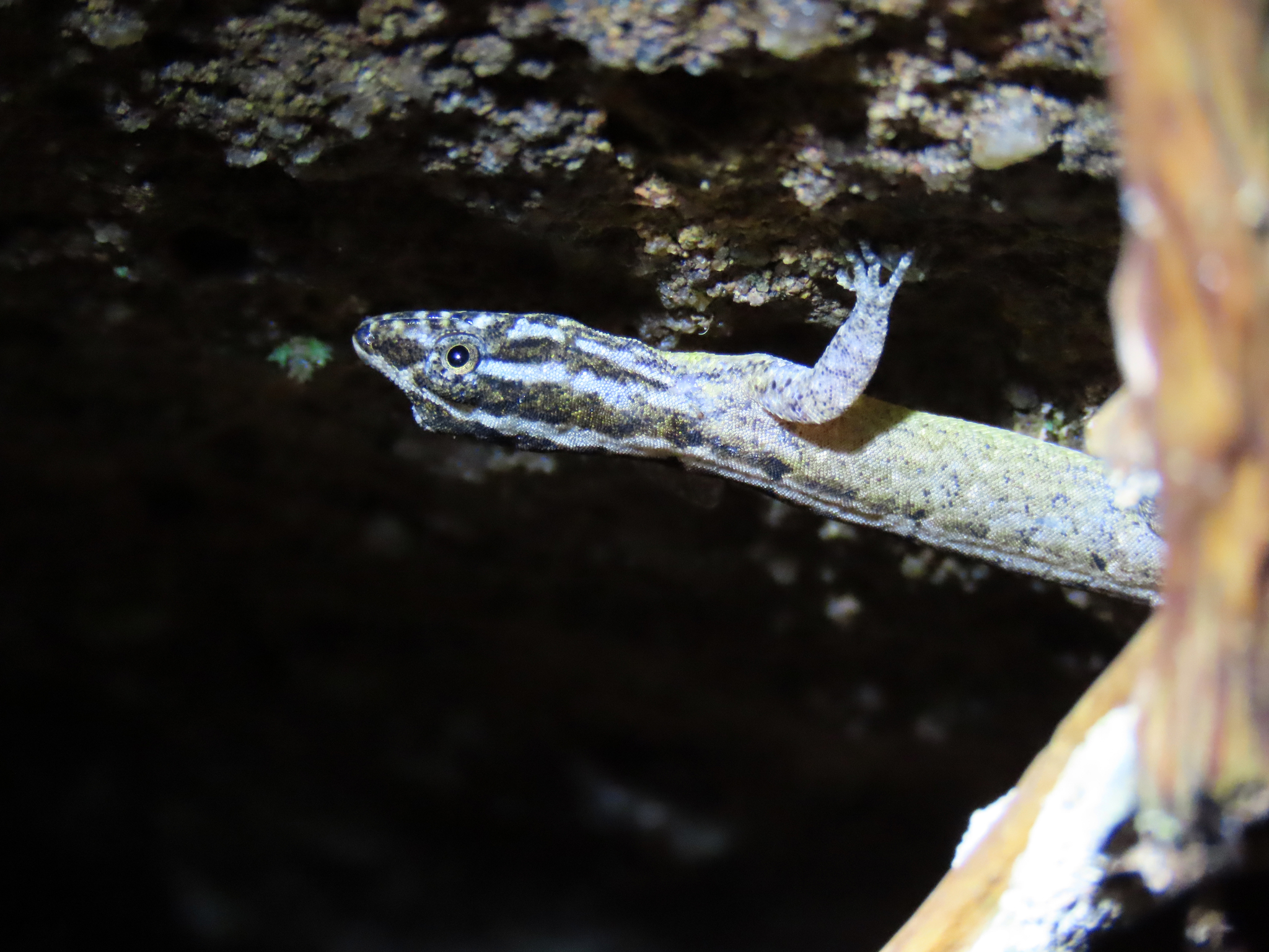 South American Gecko photo 6