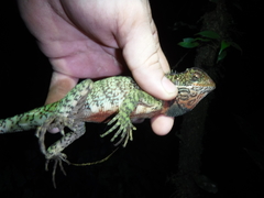 Enyalioides laticeps