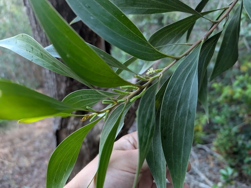 Acacia mangium observed 2025-01-25