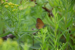 Coenonympha oedippus