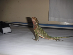 Enyalioides laticeps