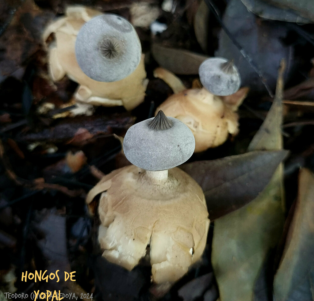 Geastrum pectinatum