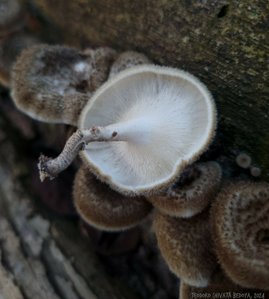 Lentinus crinitus · August 2024 · photo: © teodoro_chivatabedoya (iNaturalist, cc-by)