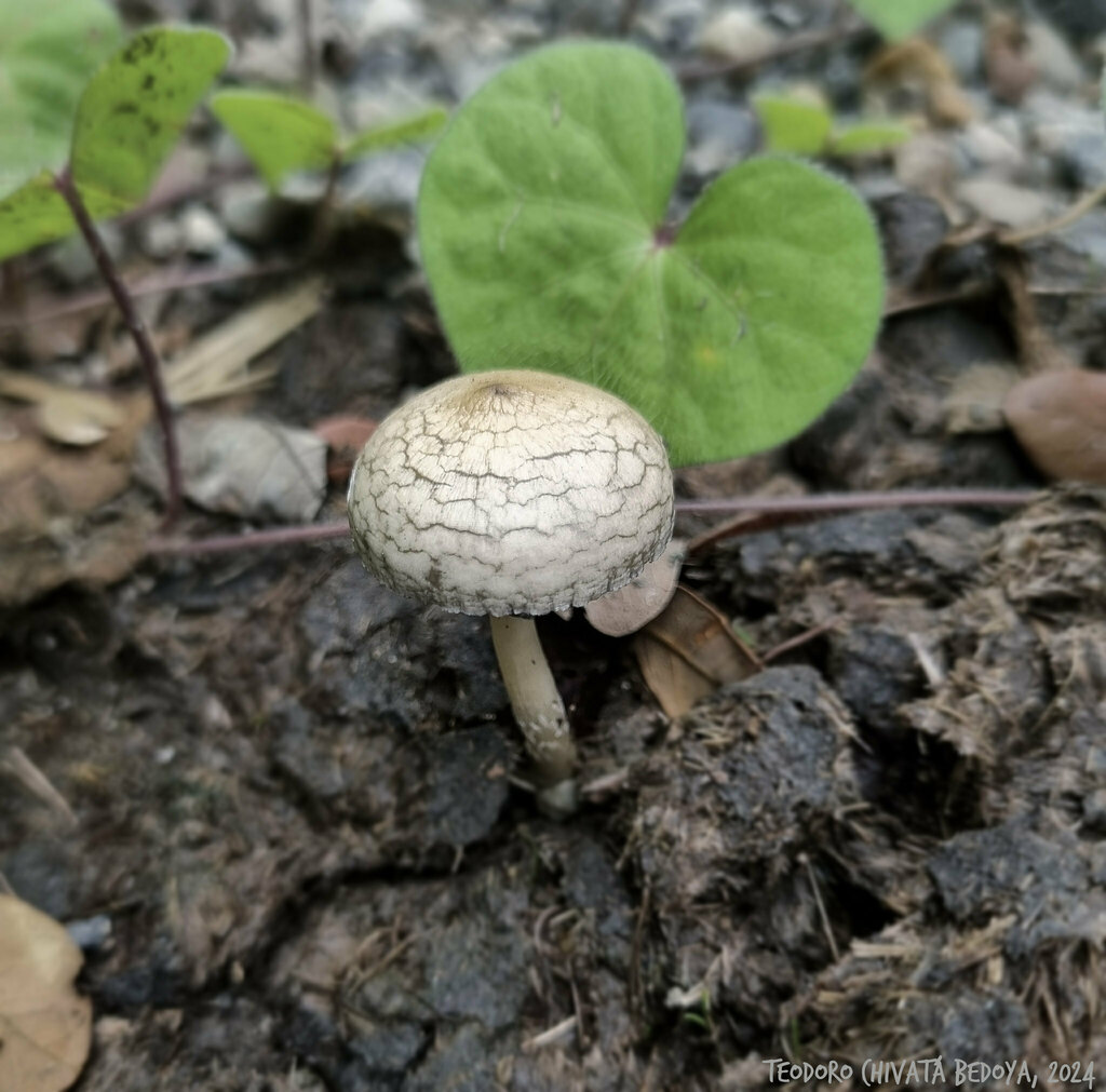 Psilocybe cubensis · August 2024 · photo: © teodoro_chivatabedoya (iNaturalist, cc-by)