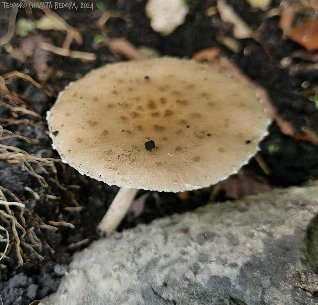 Oudemansiella cubensis · August 2024 · photo: © teodoro_chivatabedoya (iNaturalist, cc-by)