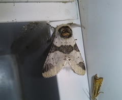 Furcula scolopendrina