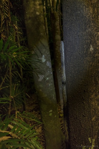 Australian Scrub Python sighting