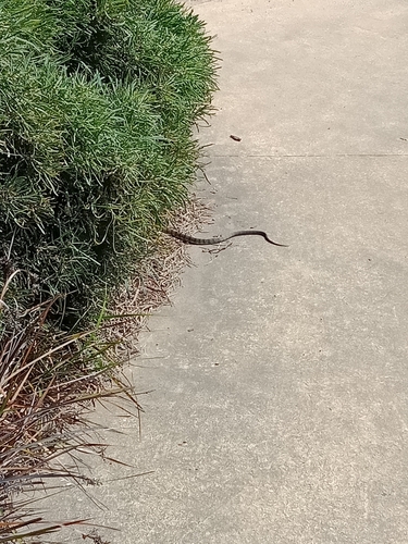 Tiger Snake sighting