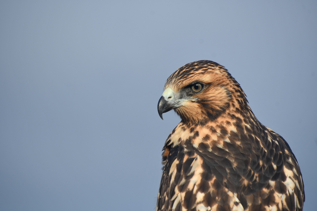 Galápagos Hawk in August 2024 by Barbra Schuessler Sobhani · iNaturalist