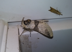 Furcula scolopendrina