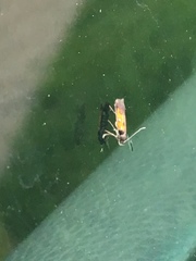 Chrysoclista linneella