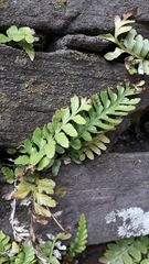 Asplenium marinum