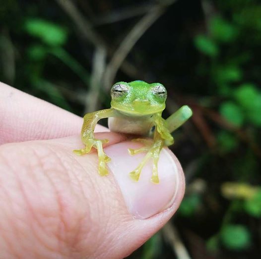 Wiley's Glassfrog