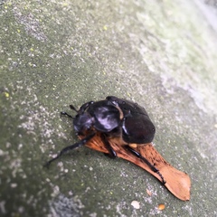 Osmoderma eremicola