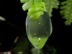 Nymphargus