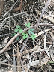 Trachymene composita