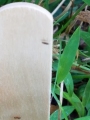 Prenolepis imparis