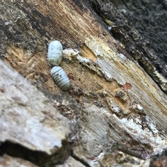 Armadillidium vulgare