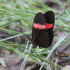 Heliconius