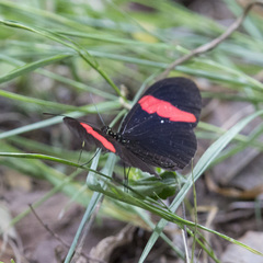 Heliconius