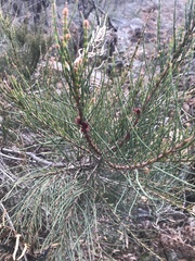 Allocasuarina paludosa