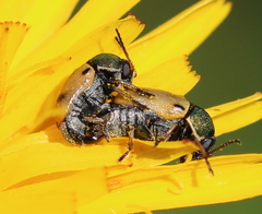 Cryptocephalus laetus