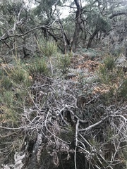 Allocasuarina paludosa
