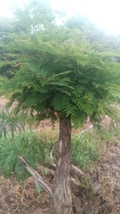 Parkia biglobosa