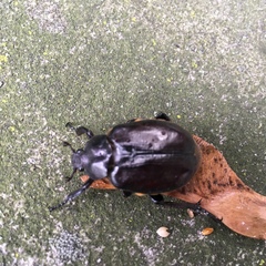 Osmoderma eremicola