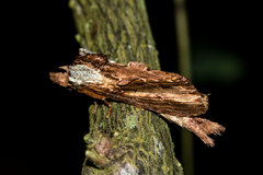 Pentobesa inexpectata