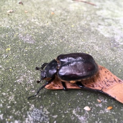 Osmoderma eremicola