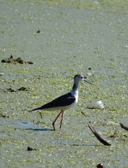 Himantopus himantopus