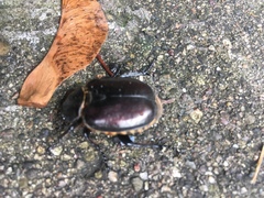 Osmoderma eremicola