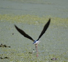 Himantopus himantopus