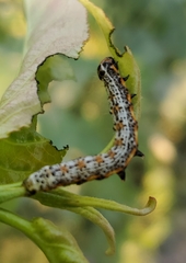 Pyrrhia