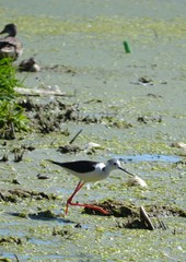 Himantopus himantopus