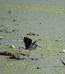 Himantopus himantopus