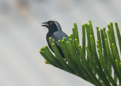Grey-headed Nigrita