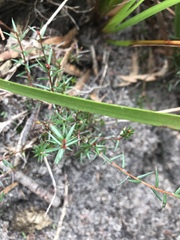 Hibbertia acicularis