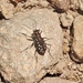Melissa's Tiger Beetle - Photo (c) Doug Taron, some rights reserved (CC BY-NC), uploaded by Doug Taron