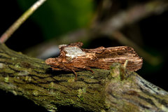 Pentobesa inexpectata