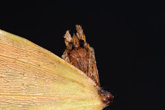 Pentobesa inexpectata