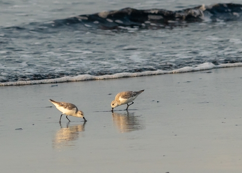 Sanderling