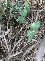 Platylobium obtusangulum