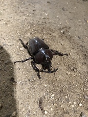 Trypoxylus dichotomus