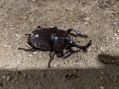 Trypoxylus dichotomus