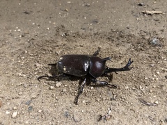 Trypoxylus dichotomus