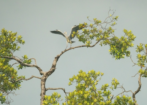 Grey Heron