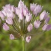 Allium angulosum - Photo (c) Надежда Орлова,  זכויות יוצרים חלקיות (CC BY-NC), uploaded by Надежда Орлова