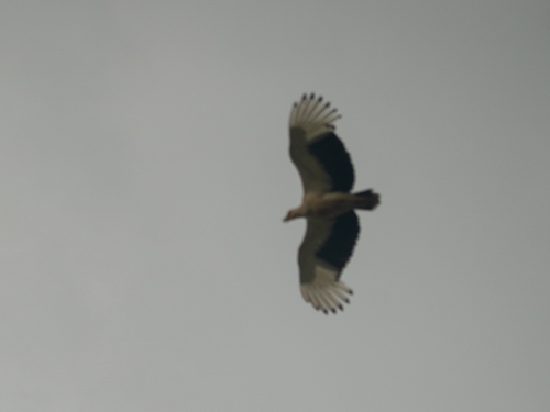 Palm-nut Vulture